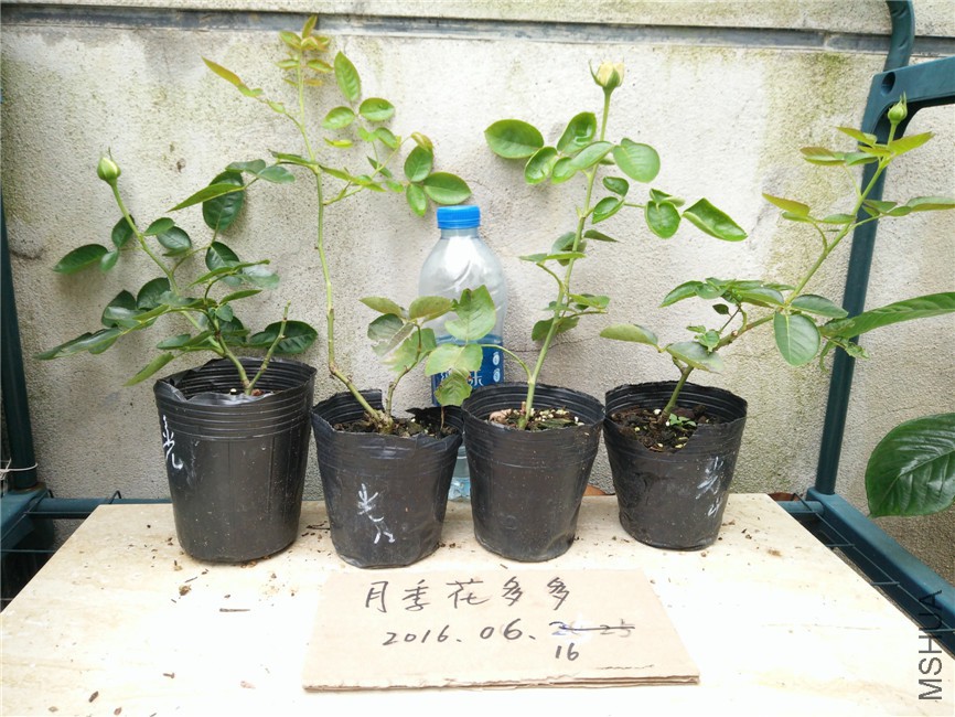 IMG20160616161325.jpg
