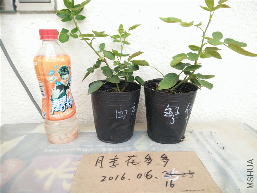 IMG20160616172159.jpg