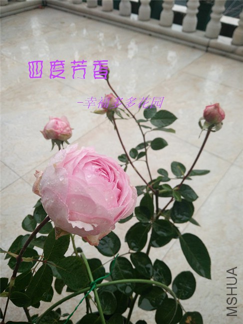 �Ķȷ���.jpg
