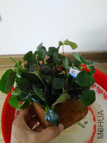 IMG20160617111858.jpg
