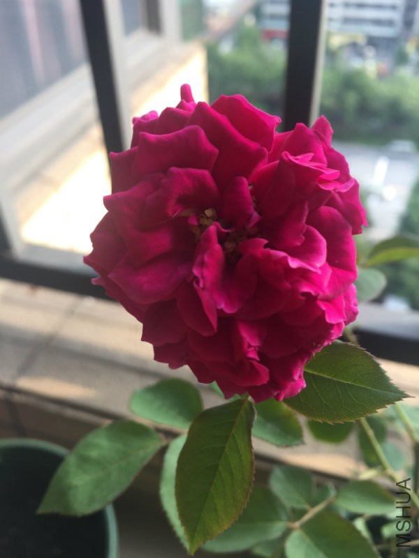 ˫�˰��٣�����Ǵ�˵�е�һ��ɢ���о�ֻ����ɫ�ǶԵ�