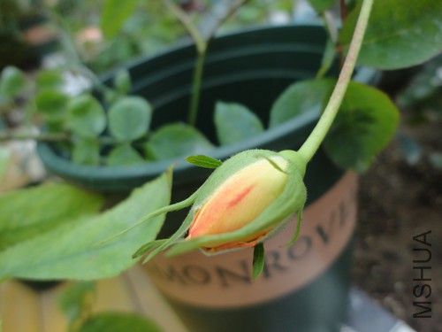 ��������ͦƯ����