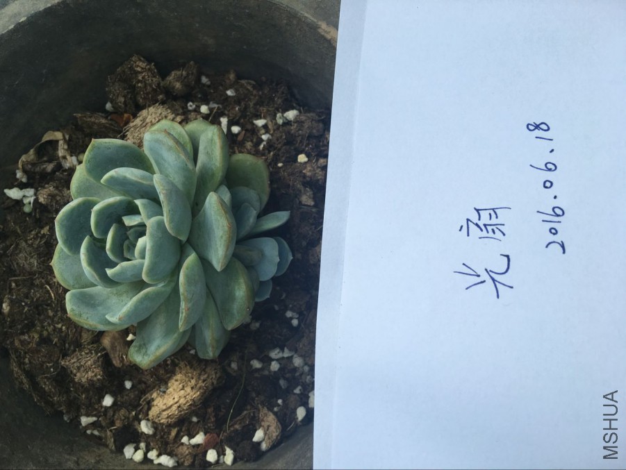 ��ݮ��
