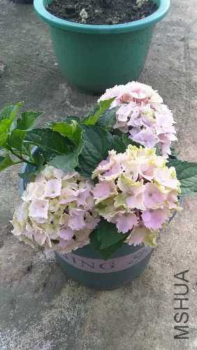 IMG20160514180102.jpg