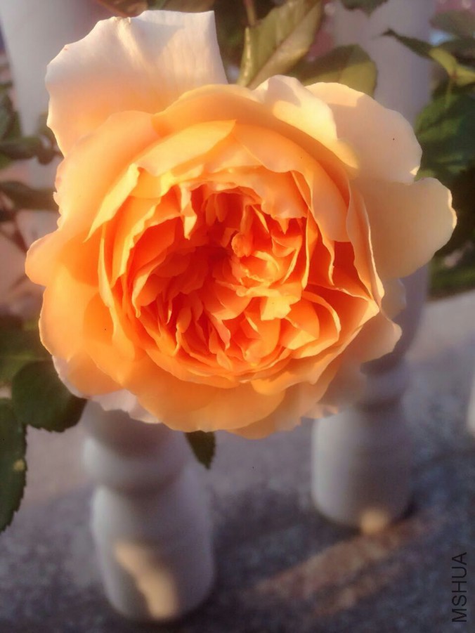 QQͼƬ20160501141515.jpg