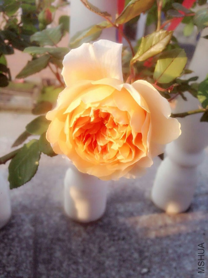 QQͼƬ20160501141525.jpg