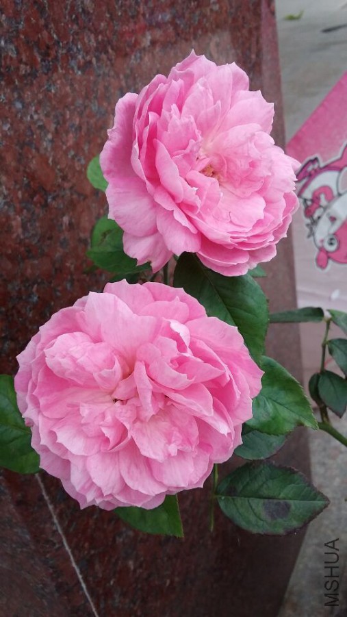QQͼƬ20160618101916.jpg