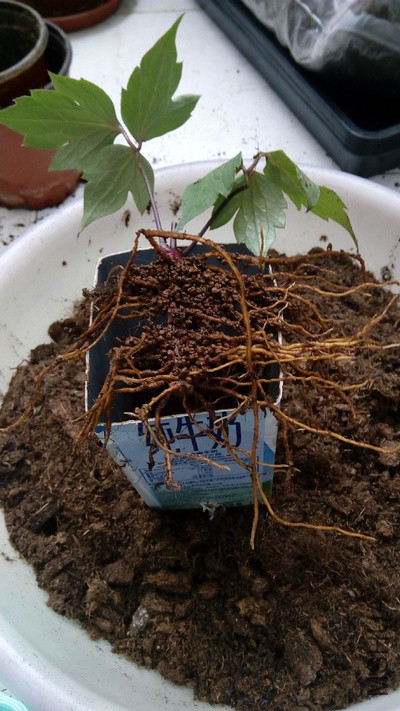 ���裬�����費�ʺϣ�1��ţ��װ�ź���