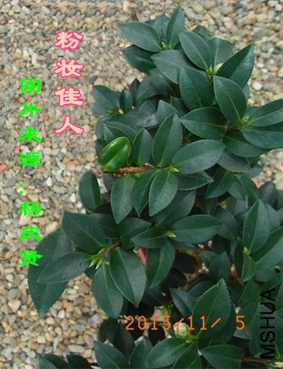 ���� 011444w3d293q9b29gb5gg_����.jpg