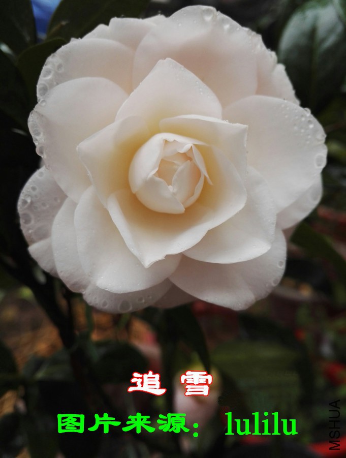 095526t26q4j5zqzqkbni1 (1)_����.jpg