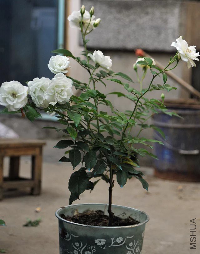 psb (21).jpg