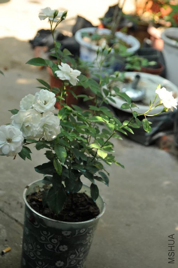 psb (27).jpg
