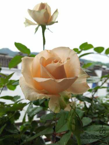 IMG20160619072935.jpg