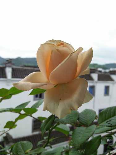 IMG20160619072908.jpg