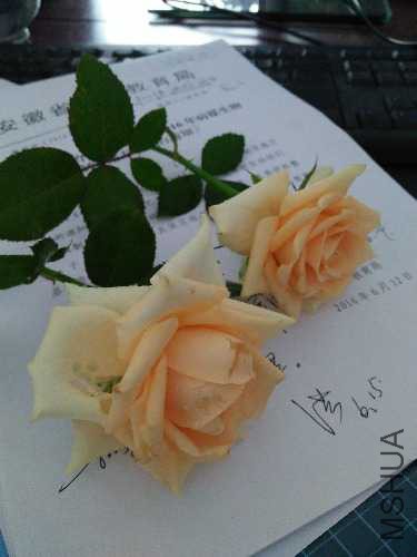 IMG20160619103446.jpg