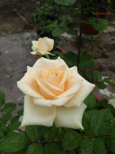 IMG20160615105916.jpg