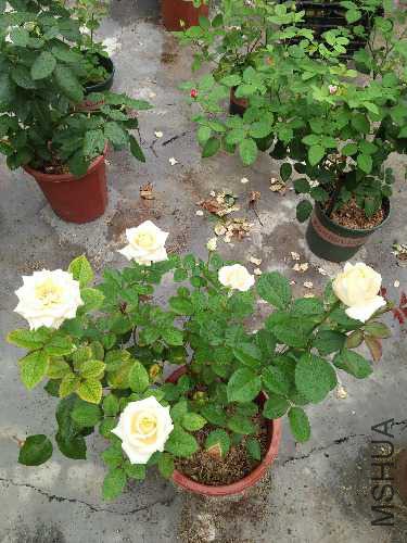 IMG20160615110111.jpg