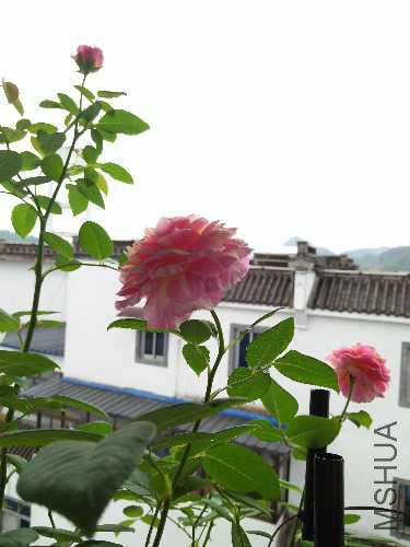 IMG20160619073113.jpg