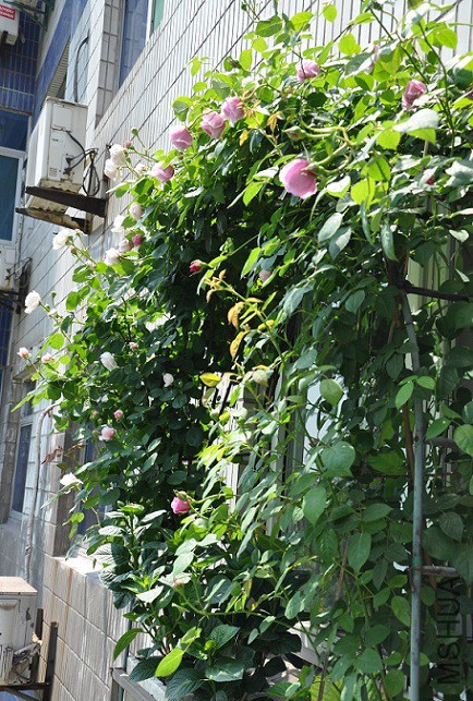 DSC_0277.jpg