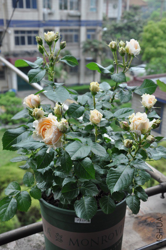 DSC_0183.jpg