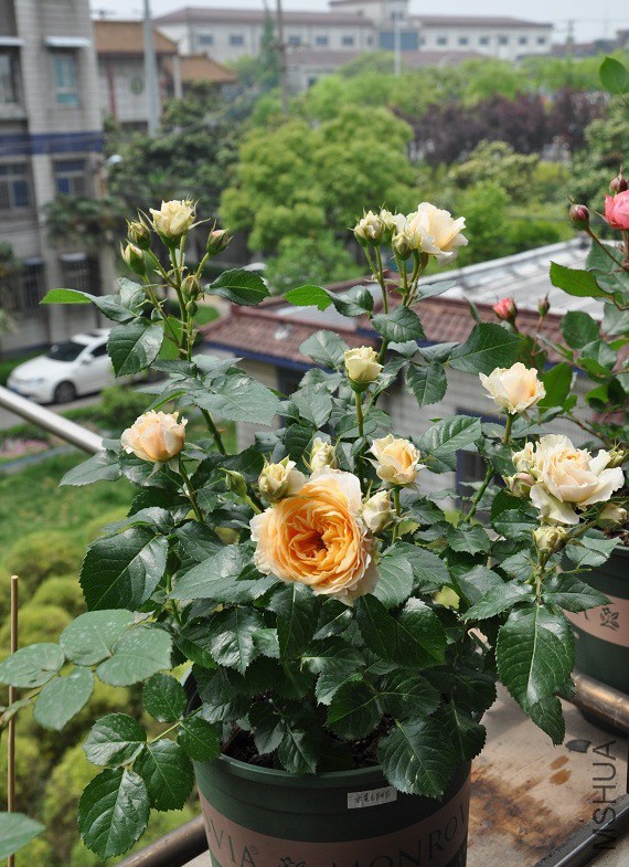 DSC_0206.jpg