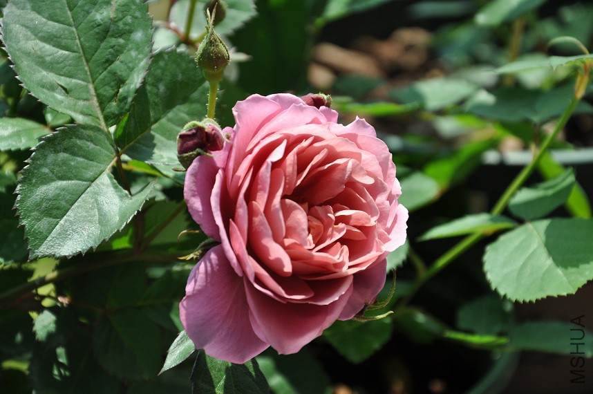 DSC_0232.jpg