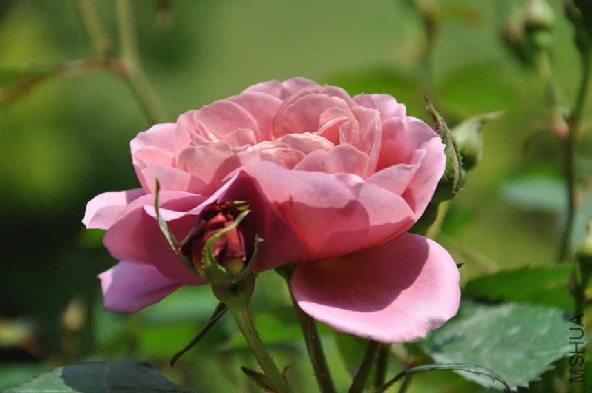 DSC_0241.jpg