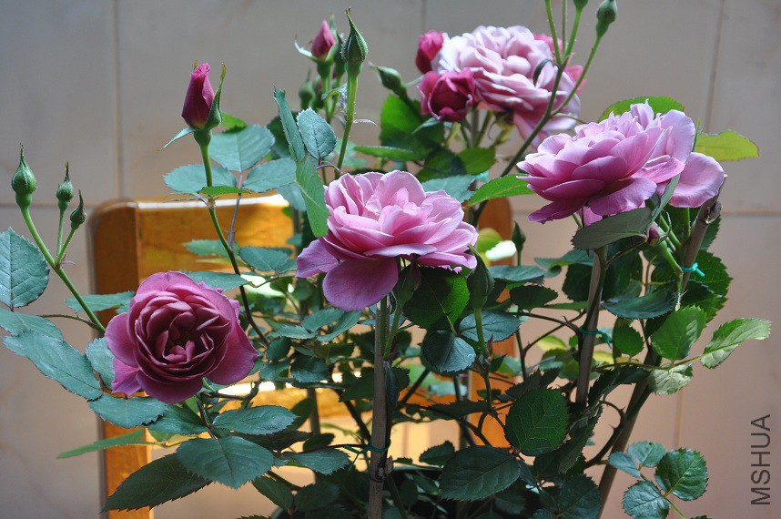 DSC_0283.jpg
