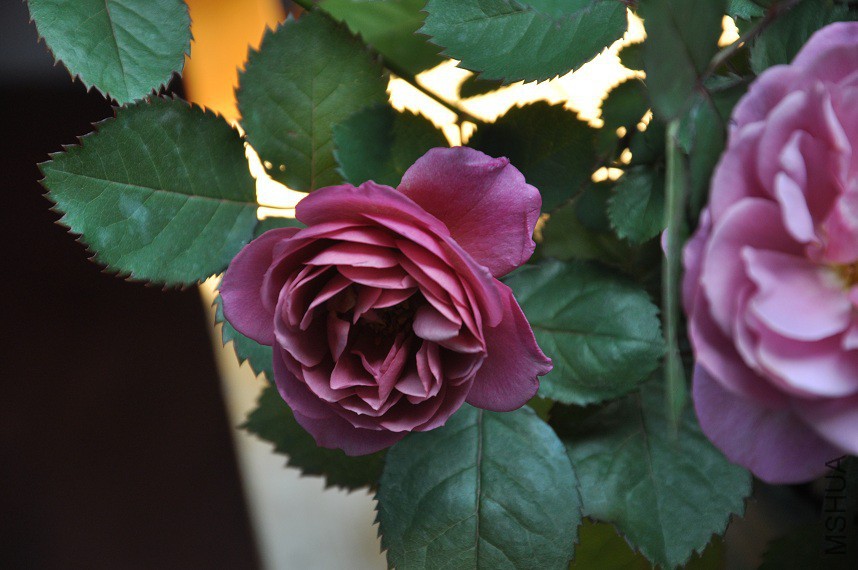 DSC_0288.jpg