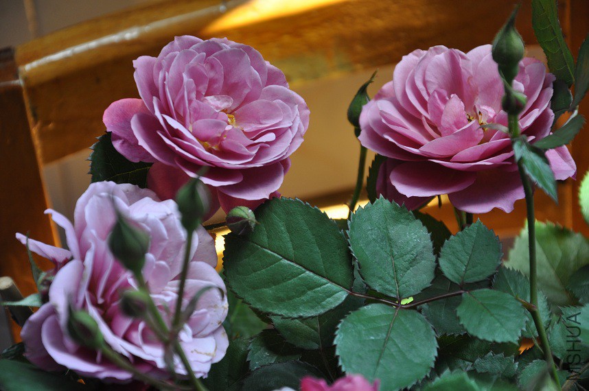 DSC_0287.jpg