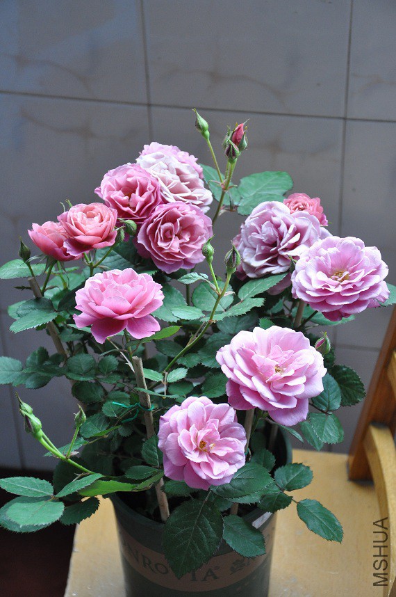 DSC_0381.jpg