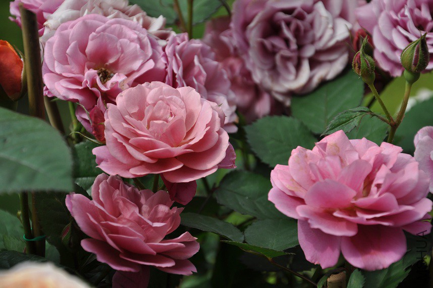 DSC_0475.jpg