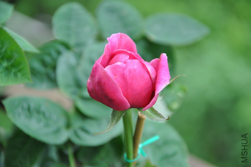 DSC_0404.jpg