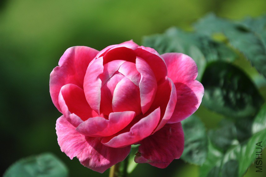 DSC_0415.jpg