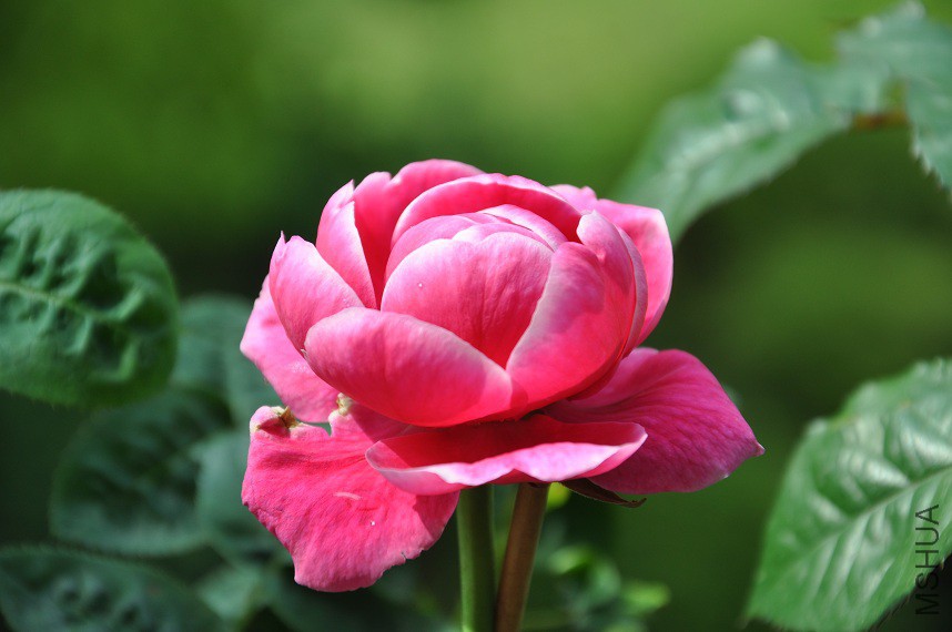 DSC_0411.jpg