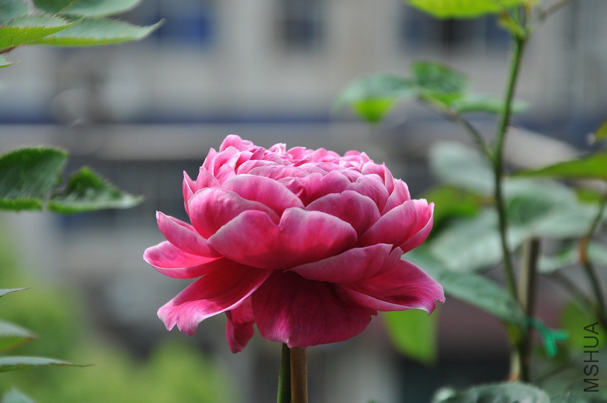 DSC_0481.jpg