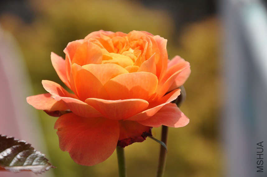 DSC_0030.jpg