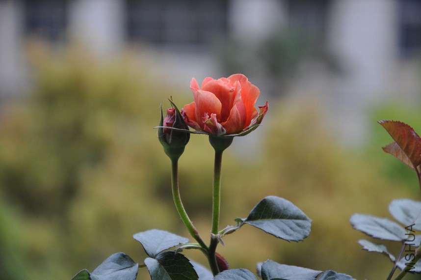 DSC_0010.jpg