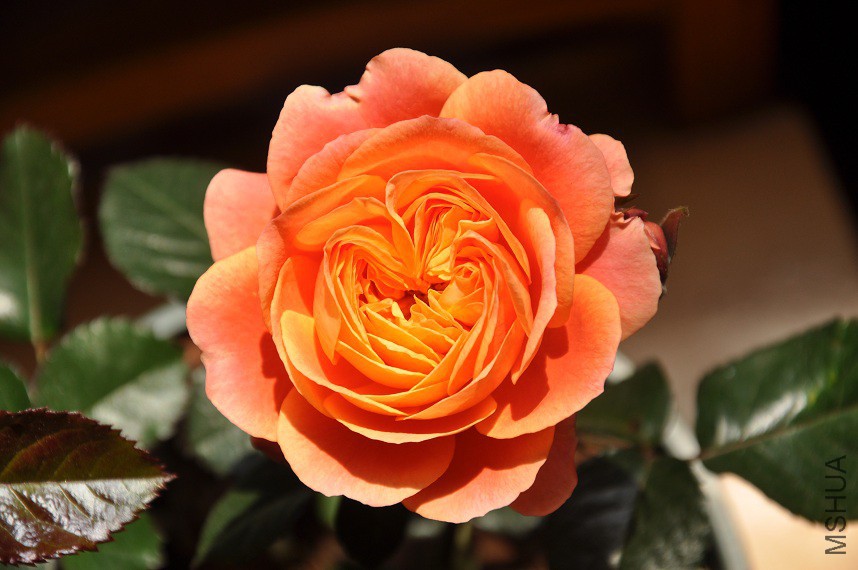 DSC_0032.jpg