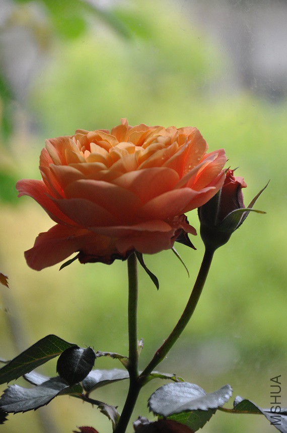DSC_0050.jpg
