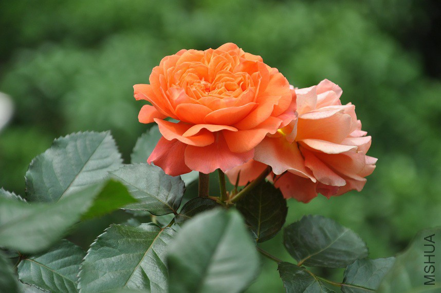 DSC_0477.jpg