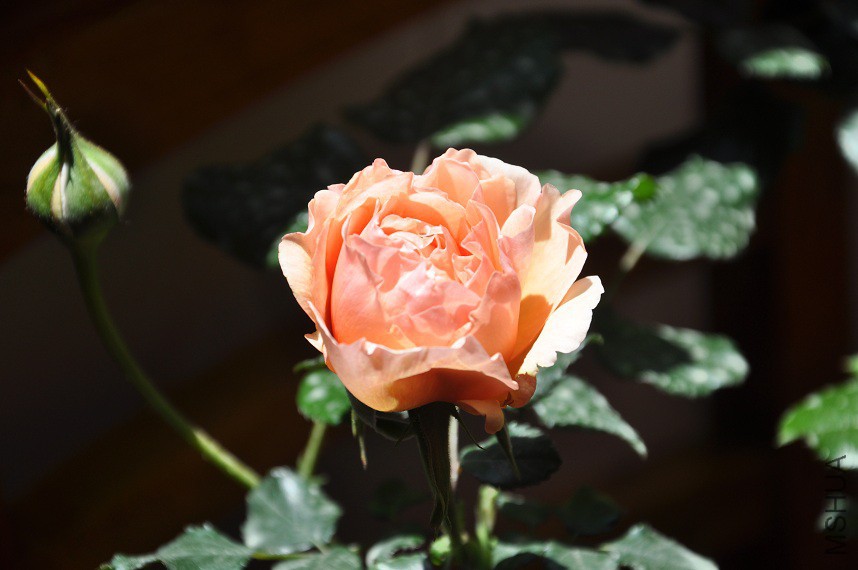 DSC_0072.jpg