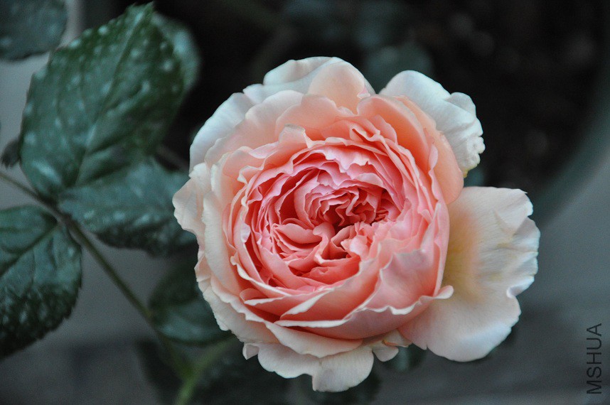DSC_0105.jpg