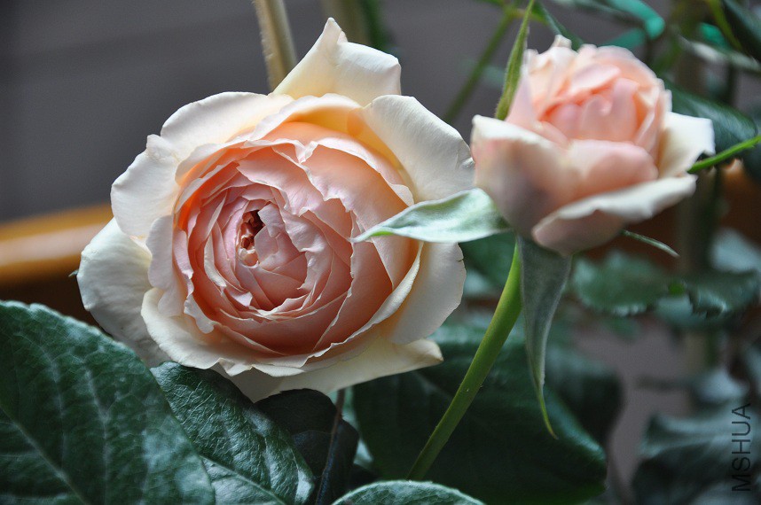 DSC_0146.jpg