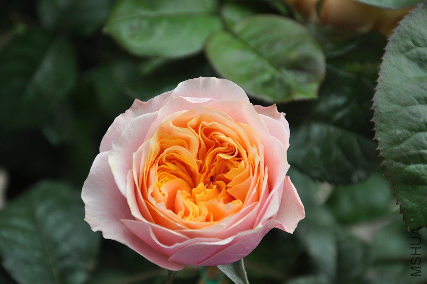 DSC_0351.jpg