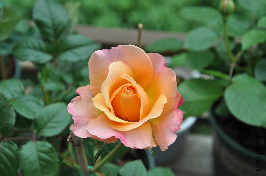 DSC_0402.jpg