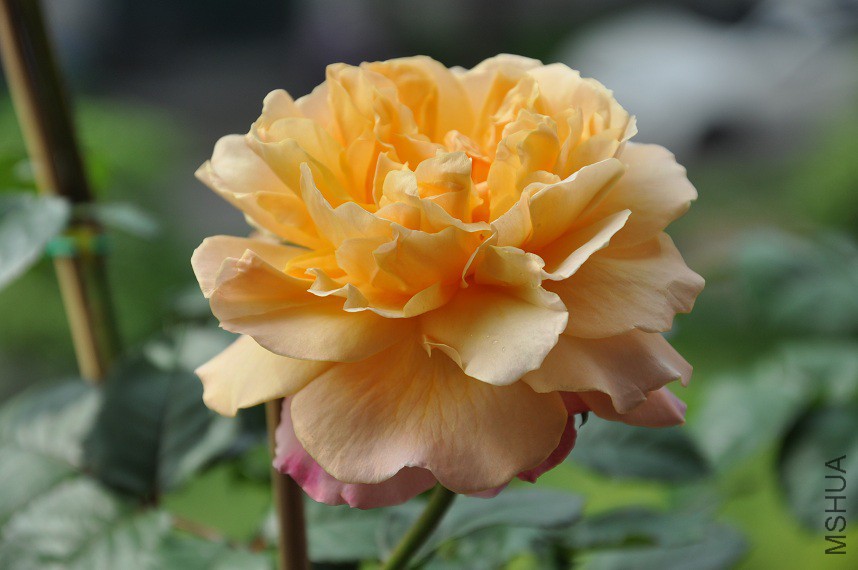 DSC_0445.jpg