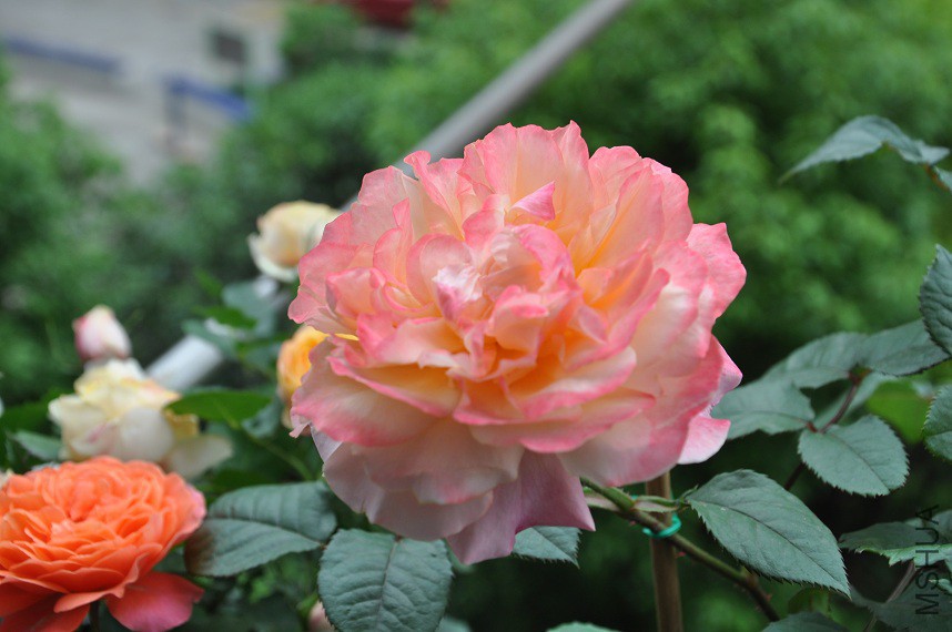 DSC_0489.jpg