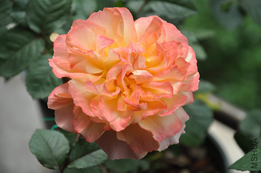 DSC_0470.jpg