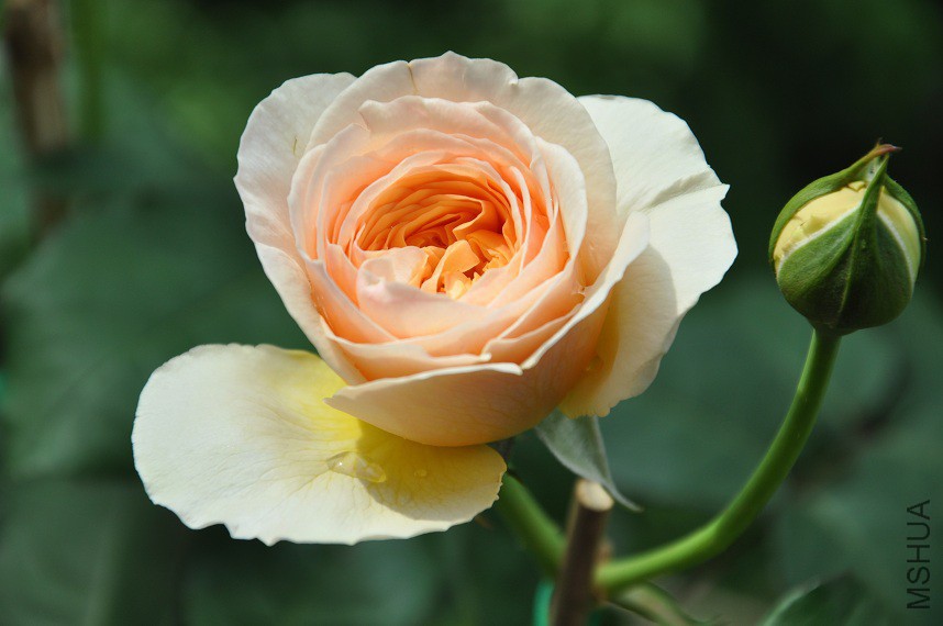 DSC_0425.jpg